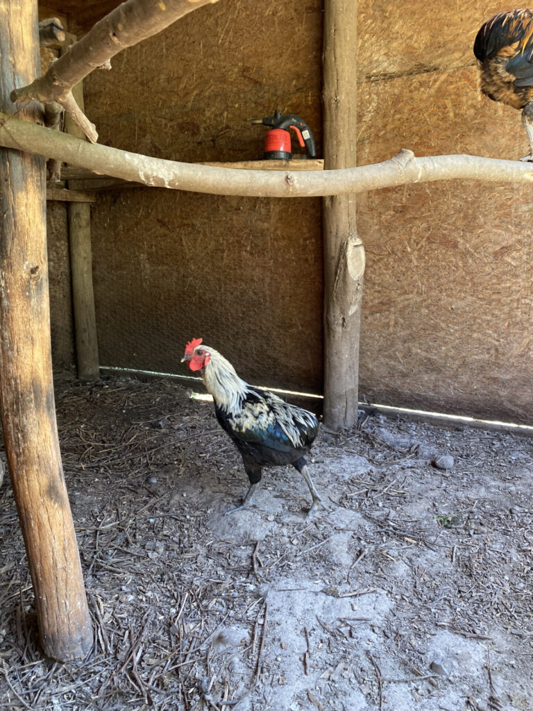 Gallo Mapuche. Créditos: Askaan Wohlt.