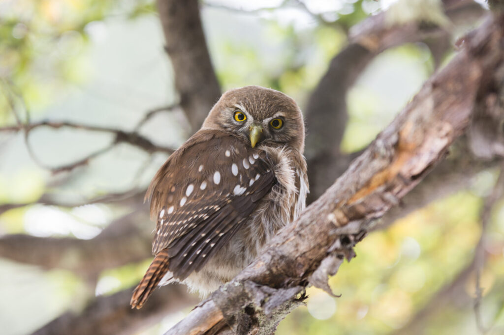 Chuncho austral (Glaucidium nana). Créditos: Eduardo Schmeda.