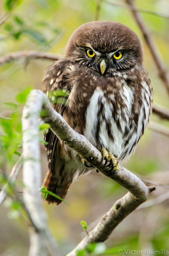 Chuncho austral (Glaucidium nana). Créditos: Victor Raimilla.