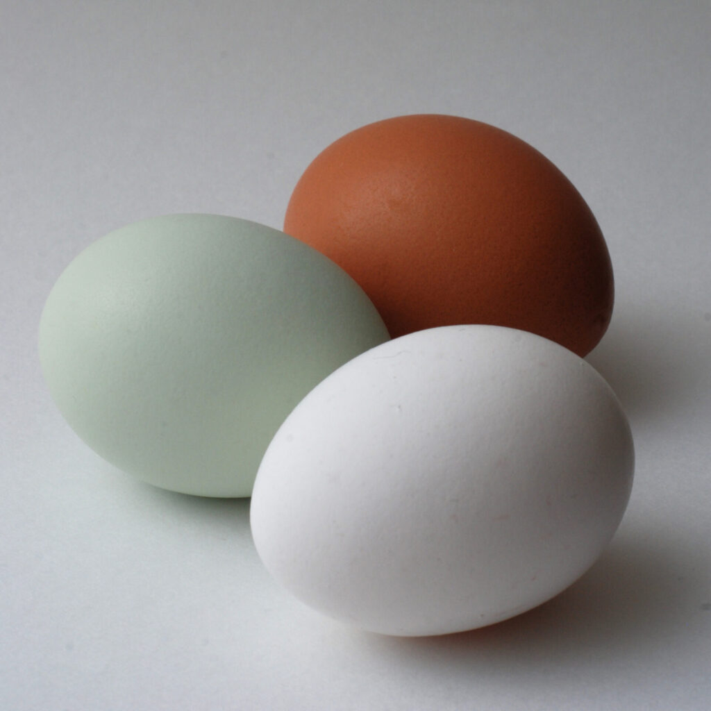 Huevos azules de gallina Mapuche. Créditos: Gmoose1.