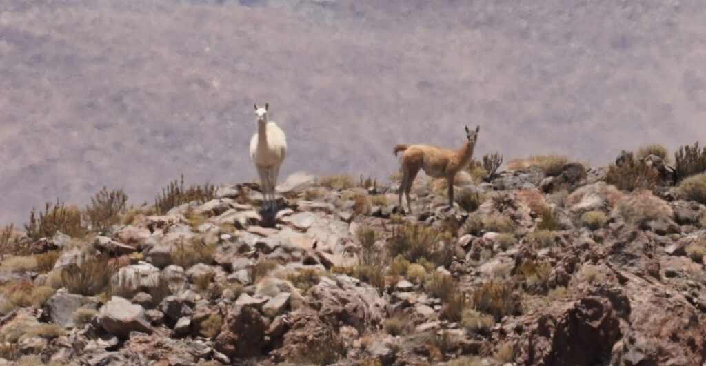 Guanaco albino en San Pedro de Atacama. Créditos: Agustín Iriarte