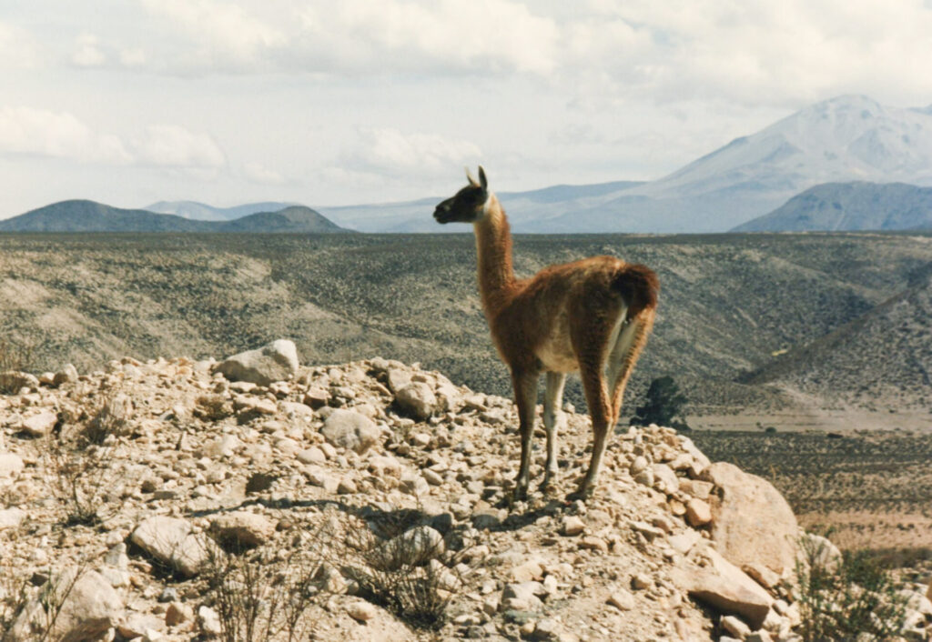 Guanaco peruano (Lama guanicoe cacsilensis)