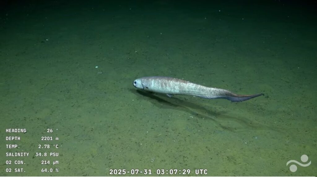 Pez grabado en transmisión desde Schmidt Ocean Institute. Foto: Real Time