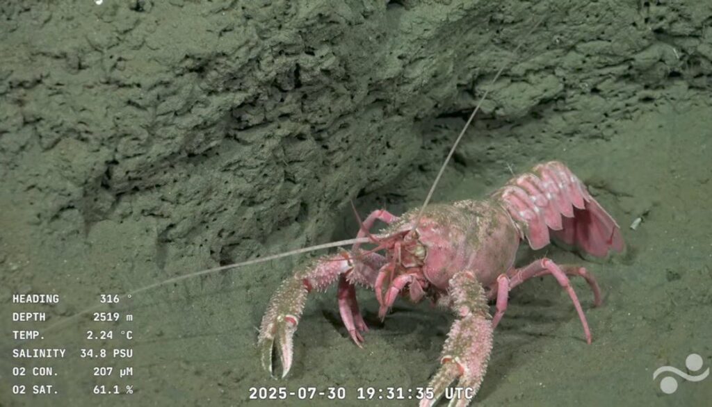 Cangrejo en transmisión Schmidt Ocean Institute. Foto: Real Time