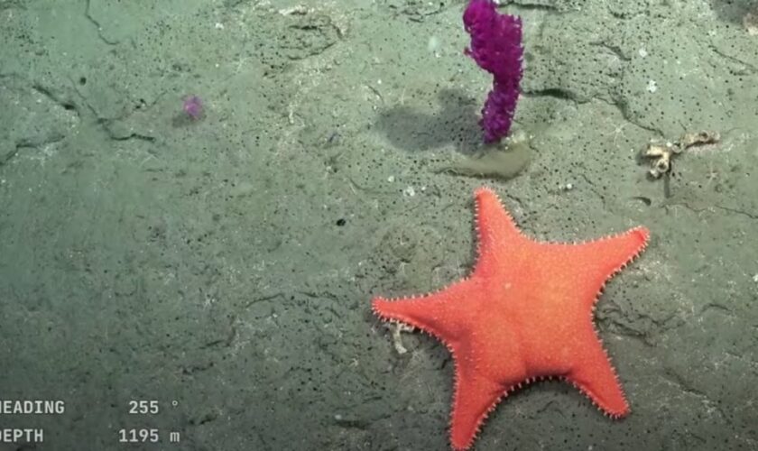 ¡Alucinante! Argentina rompe récords con inédita transmisión submarina en vivo a más de 3 mil metros bajo el mar