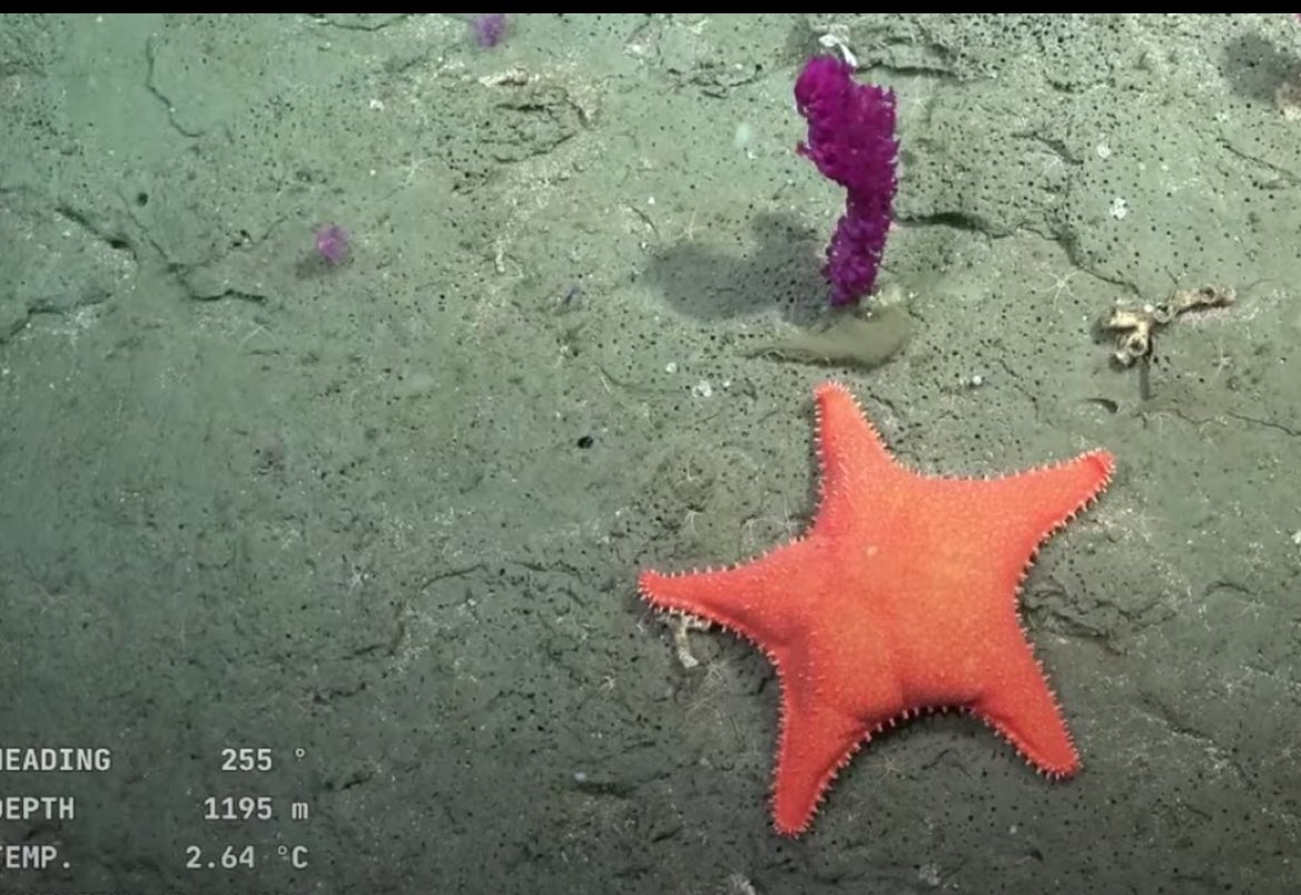 ¡Alucinante! Argentina rompe récords con inédita transmisión submarina en vivo a más de 3 mil metros bajo el mar