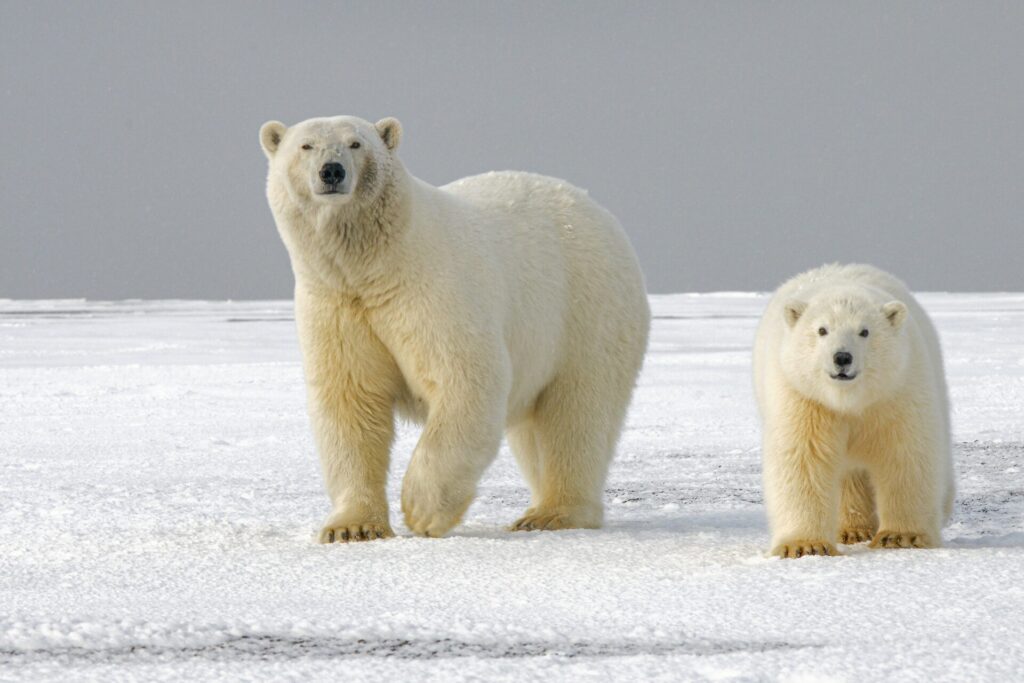 Oso polar (Ursus maritimus). Créditos: Hans-Jurgen Mager
