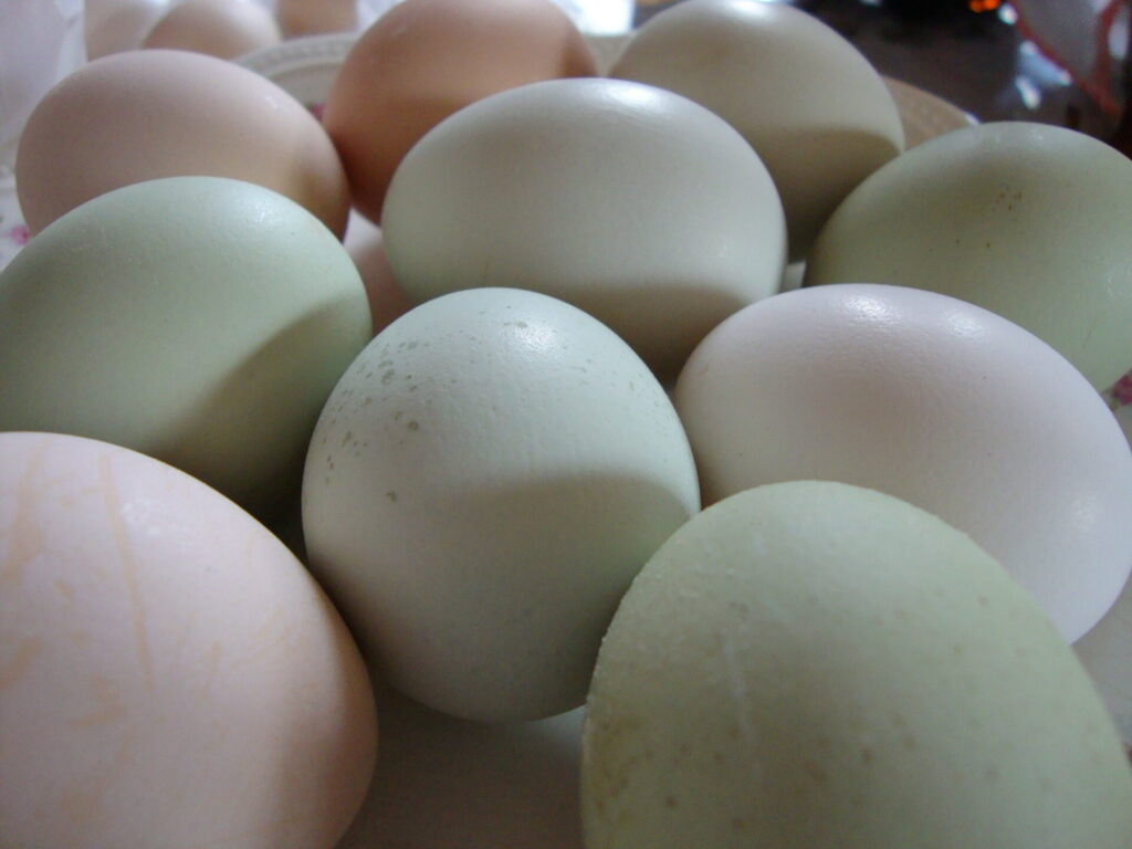 Huevos azules de gallina Mapuche. Créditos: Antífama.
