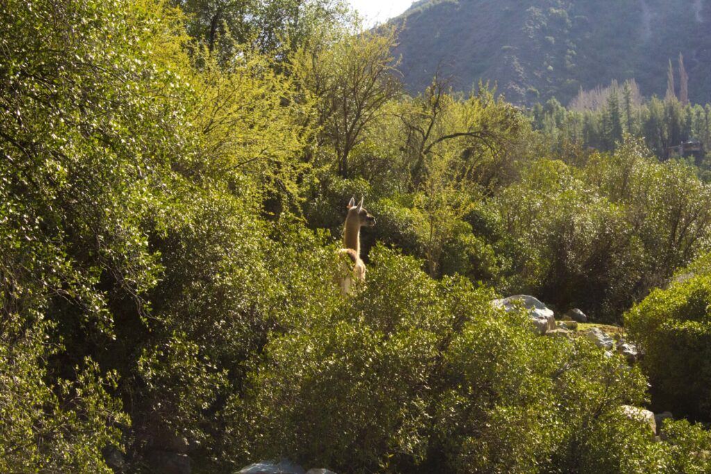 Guanaco entre bosques. Foto: Meredith Root-Bernstein