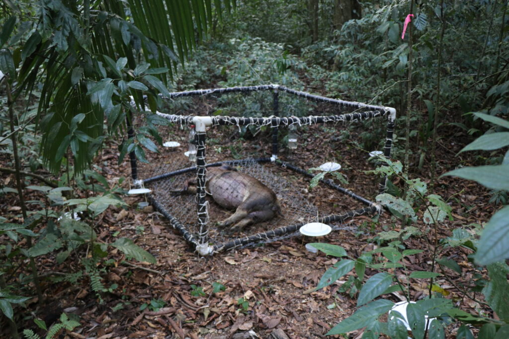 Cadáver de cerdo en jaula. Créditos: Osa Conservation