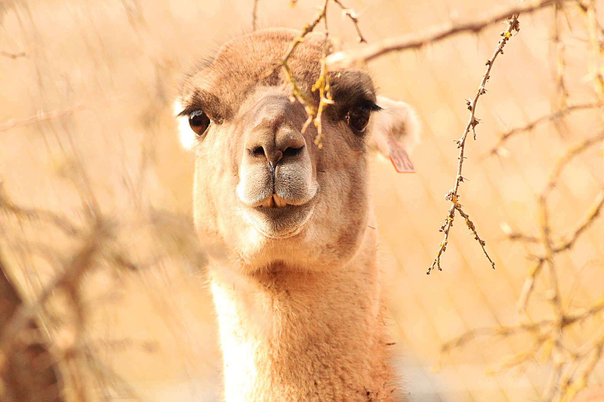 Los esfuerzos por reintroducir al guanaco en la zona centro: Antecedentes históricos y la relevancia del «jardinero natural» para Chile central