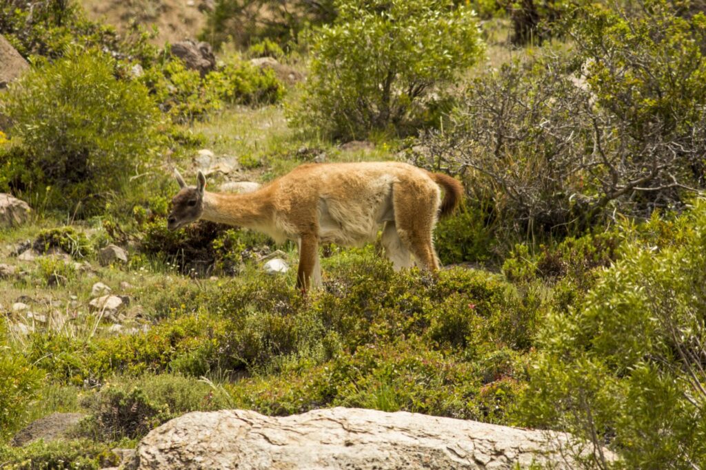 Guanaco en el bosque. Foto: Meredith Root-Bernstein