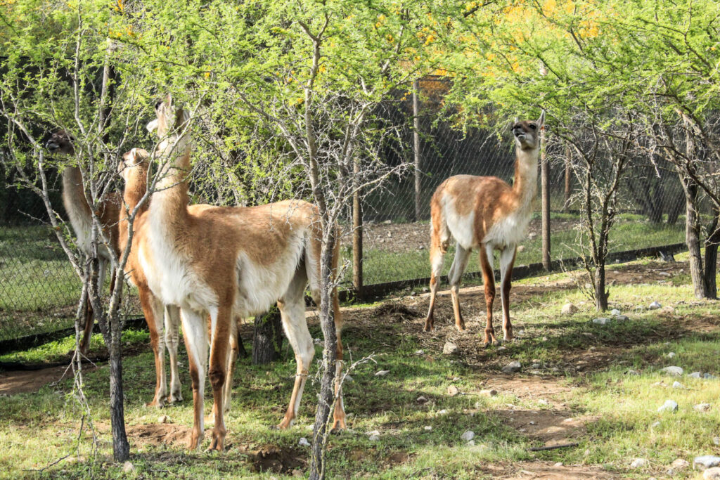 Manada de guanacos en el bosque. Manada de guanacos. Foto: Meredith Root-Bernstein