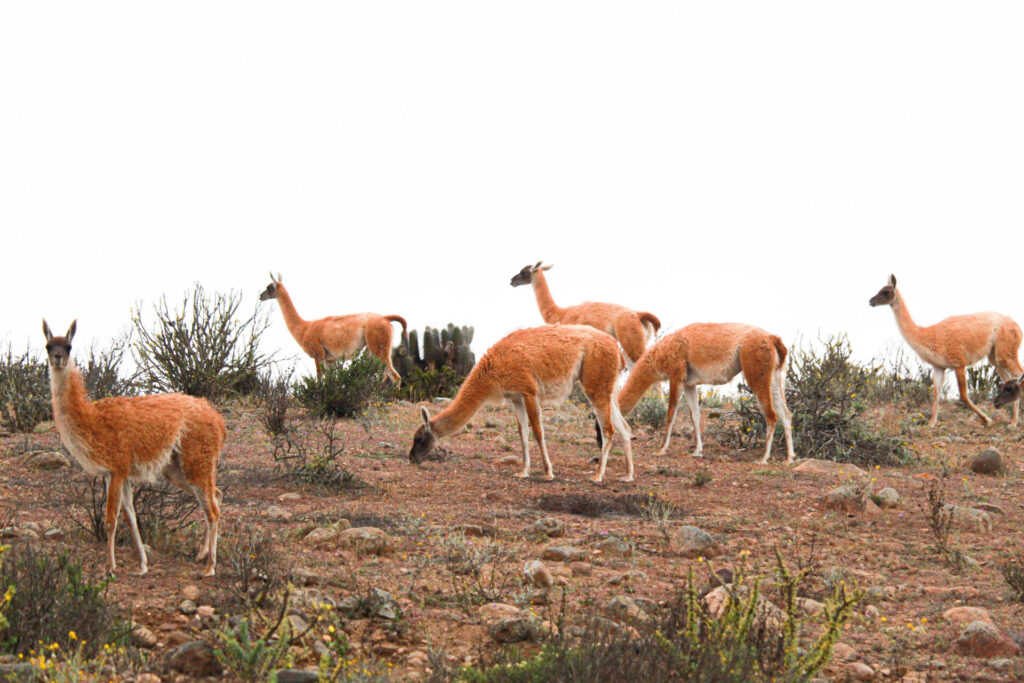 Guanacos en grupo: Foto: Matías Fleischmann.