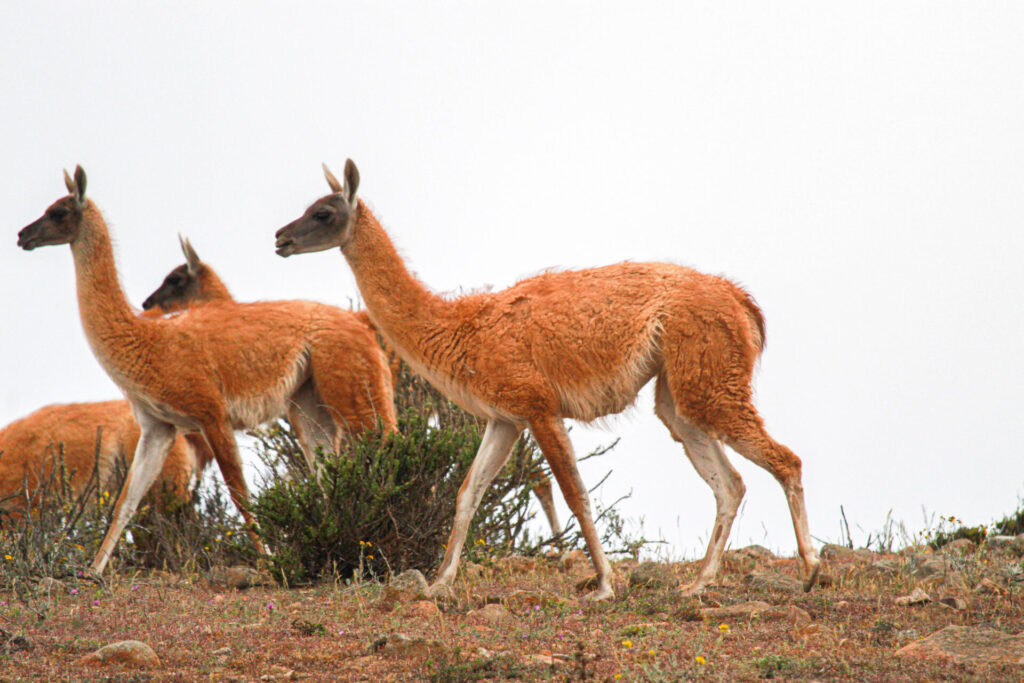 Manada de guanacos. Foto: Matías Fleischmann