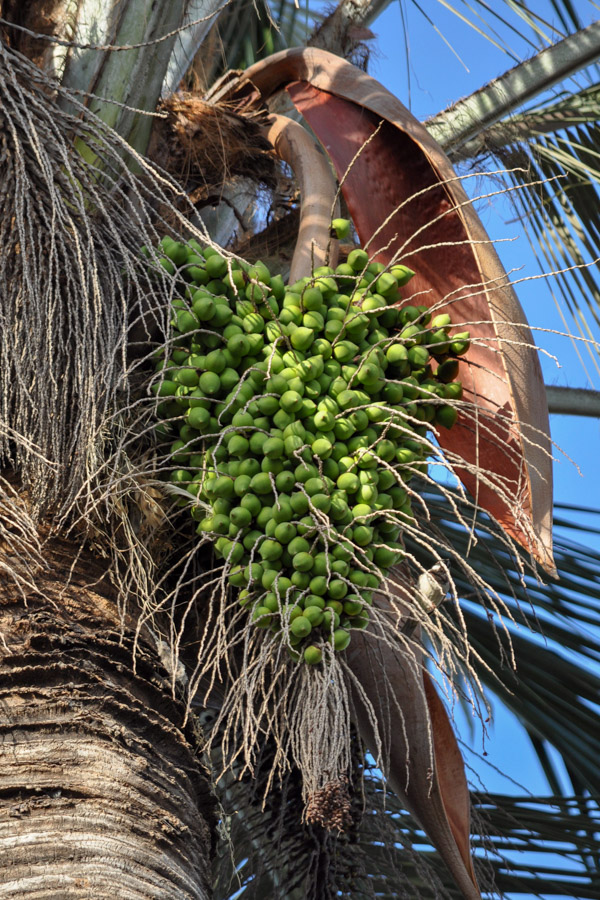 Frutos inmaduros de Jubaea chilensis. Créditos: Mar del Survia Wikimedia Commons