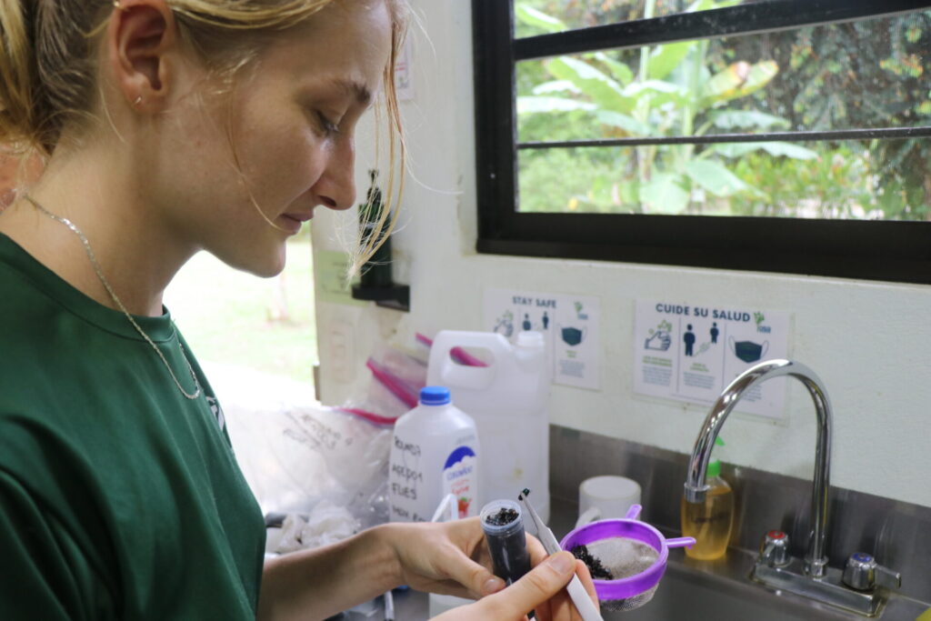 Julia Grootaers contando moscas. Créditos: Osa Conservation