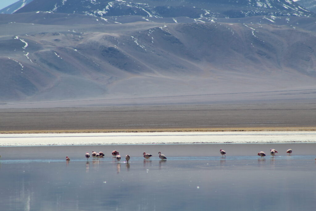 Flamencos en laguna Santa Rosa. Foto: Jessica Acuña.