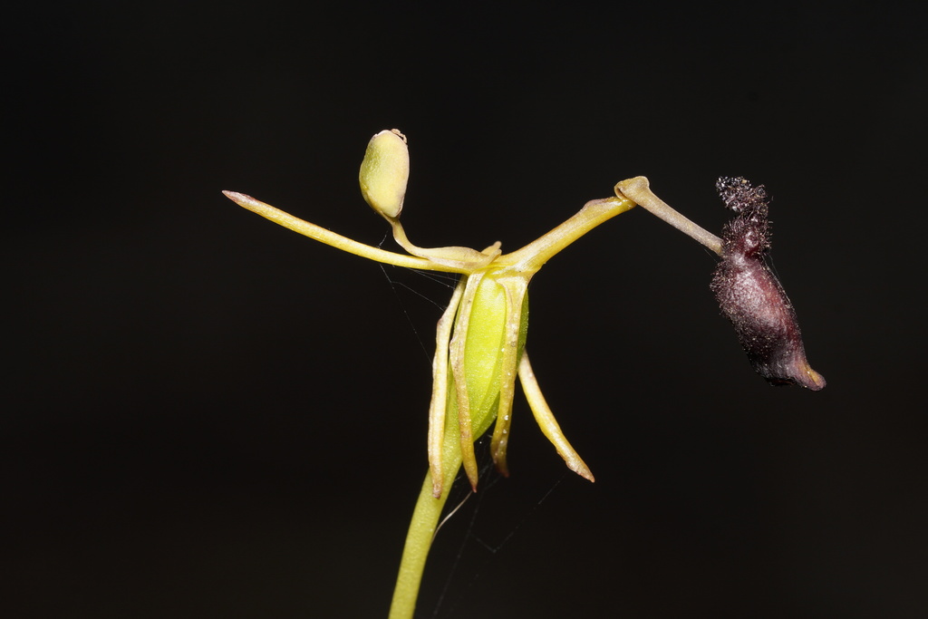 Género Drakaea. Foto: iNaturalist España