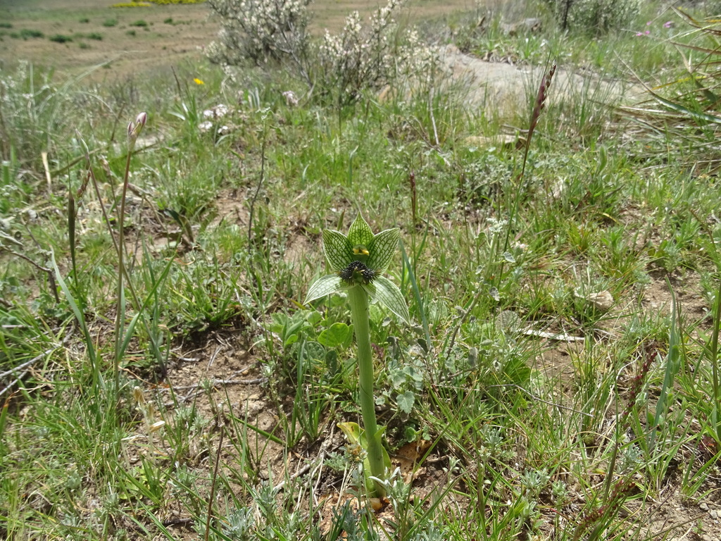 Orquídea Geoblasta penicillata. Foto: iNaturalist Colombia