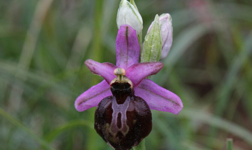 El arte del engaño floral: las orquídeas que seducen a abejas y avispas para reproducirse