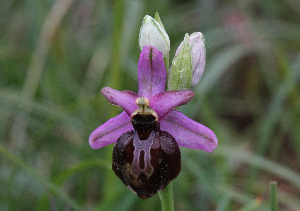 El arte del engaño floral: las orquídeas que seducen a abejas y avispas para reproducirse