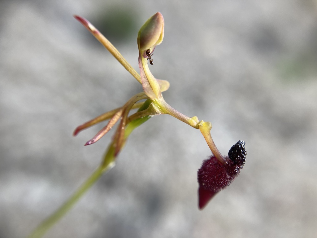 Género Drakaea. Foto: iNaturalist España