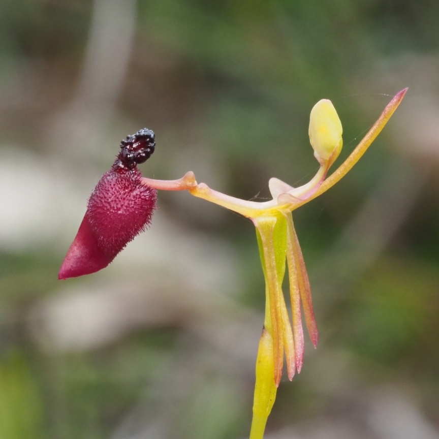 Género Drakaea. Foto: iNaturalist España