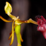 Género Drakaea. Foto: iNaturalist España