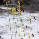 Género Drakaea. Foto: iNaturalist España