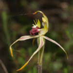 Género Caladenia. Foto: iNaturalist Colombia