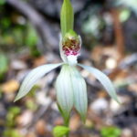 Género Caladenia. Foto: iNaturalist Colombia