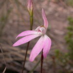 Género Caladenia. Foto: iNaturalist Colombia