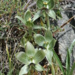 Orquídea Geoblasta penicillata. Foto: iNaturalist Colombia