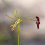 Género Drakaea. Foto: iNaturalist España