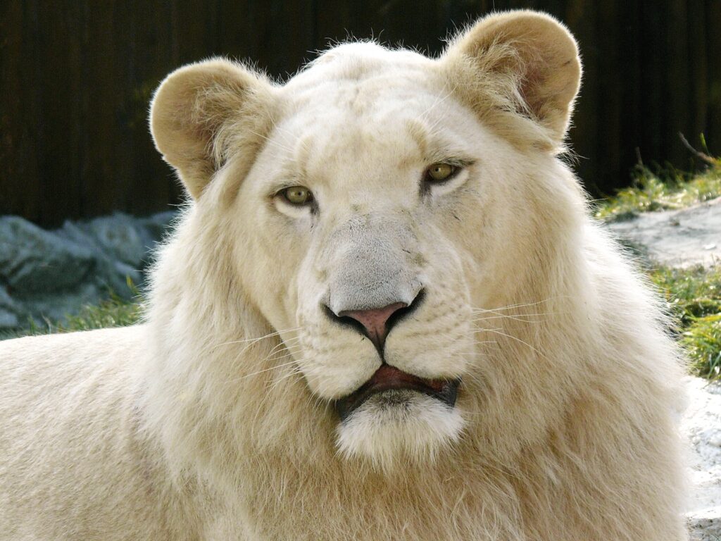 León (Panthera leo) con leucismo. Créditos: Stano Novak