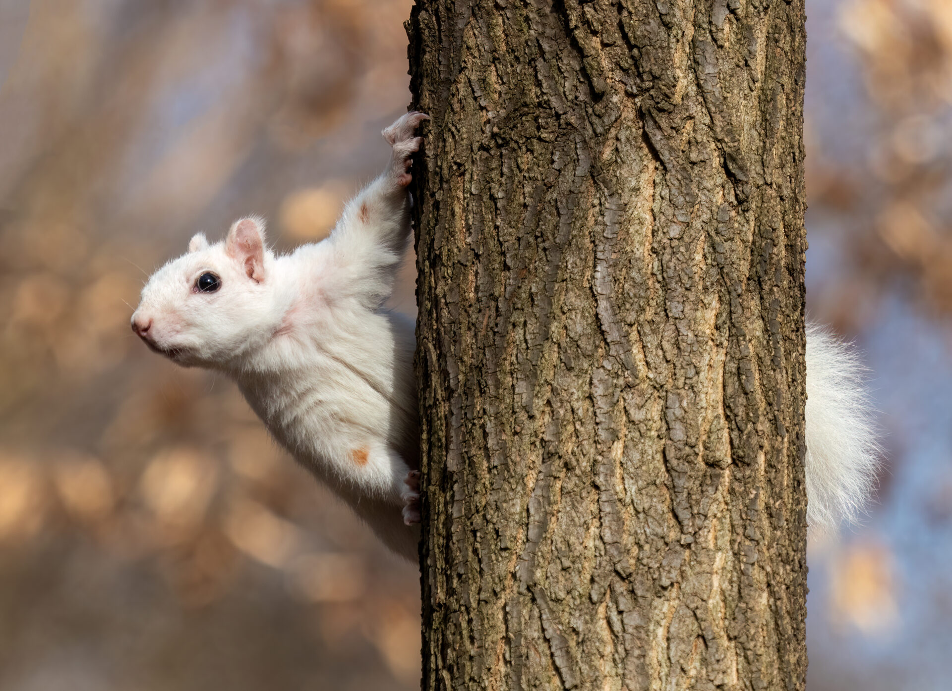 Melanismo, leucismo y albinismo en la fauna: Cuáles son las diferencias y en qué consisten estos fenómenos
