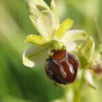 Orquídea Araña Ophrys fuciflora. Foto: iNaturalist Chile