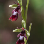 Orquídea Araña Ophrys fuciflora. Foto: iNaturalist Chile