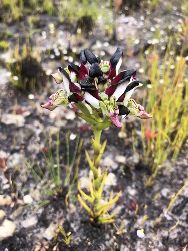 Disa atricapilla. Foto: iNaturalist Panamá