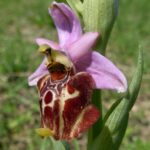 Orquídea Araña Ophrys fuciflora. Foto: iNaturalist Chile