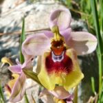 Orquídea Araña Ophrys fuciflora. Foto: iNaturalist Chile