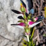 Disa atricapilla. Foto: iNaturalist Panamá