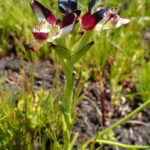 Disa atricapilla. Foto: iNaturalist Panamá