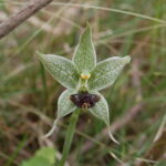 Orquídea Geoblasta penicillata. Foto: iNaturalist Colombia