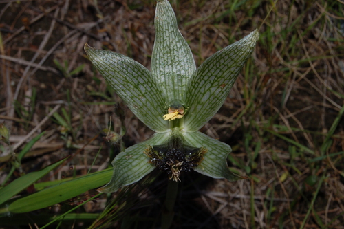 Orquídea Geoblasta penicillata. Foto: iNaturalist Colombia 