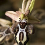 Orquídea Araña Ophrys fuciflora. Foto: iNaturalist Chile