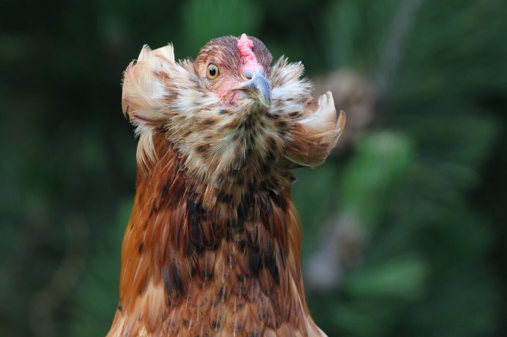 Gallina Mapuche, ketro. Créditos: MelaniMarfeld.