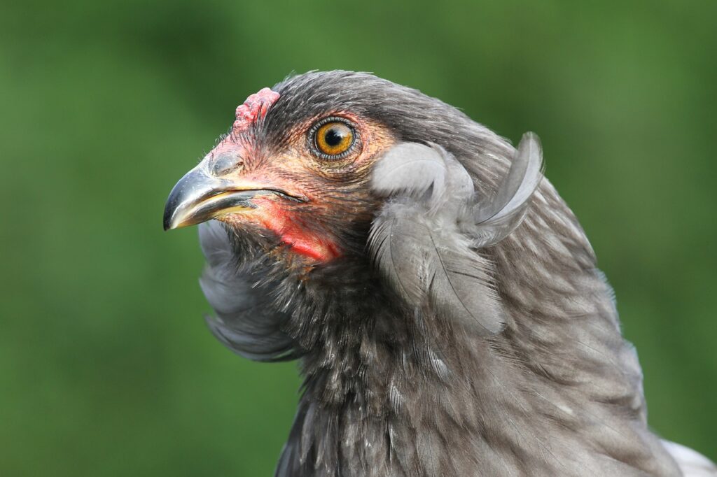 Gallina Mapuche, ketro. Créditos: MelaniMarfeld.