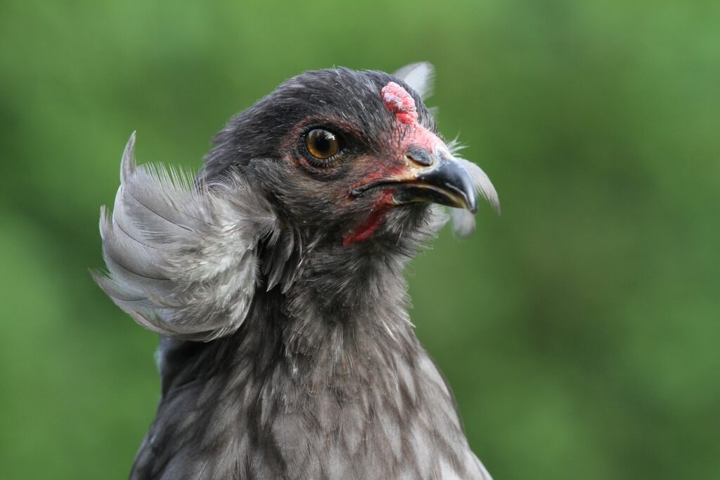 Gallina Mapuche, ketro. Créditos: MelaniMarfeld.